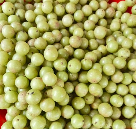 Amlokhi